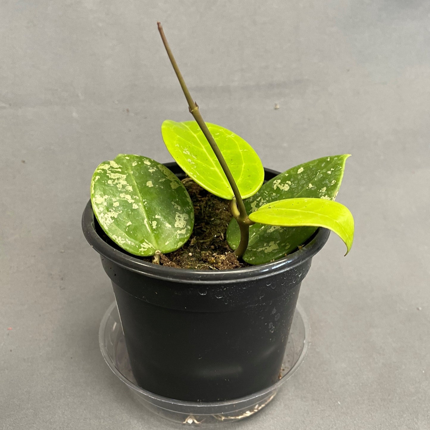 Hoya Parasitic Splash 4" Pot