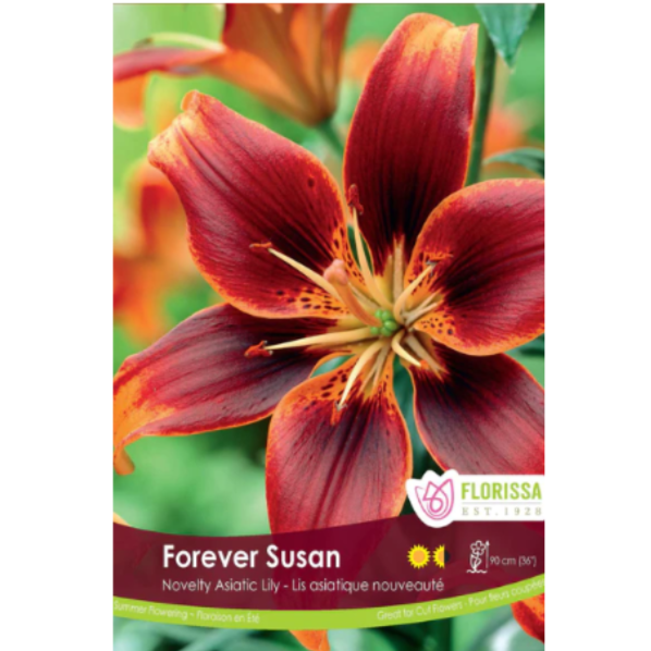 Bulbs Lily Asiatic Forever Susan 3/Pkg.
