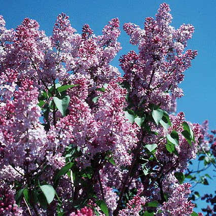 Lilac 'Common'