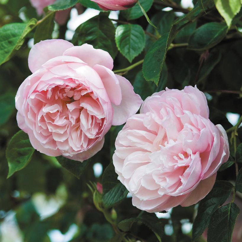 Rose 'The Generous Gardener'
