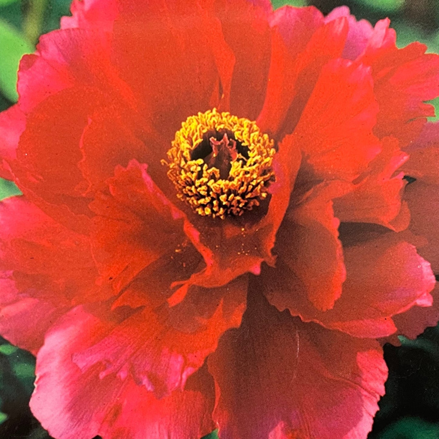 Peony Tree Red 1 gallon