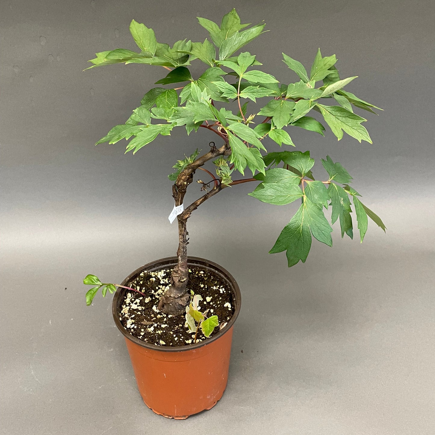 Peony Tree Red 1 gallon