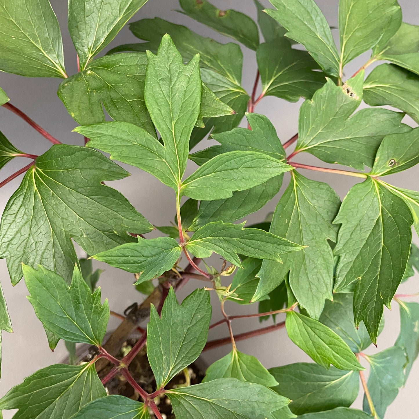 Peony Tree Red 1 gallon