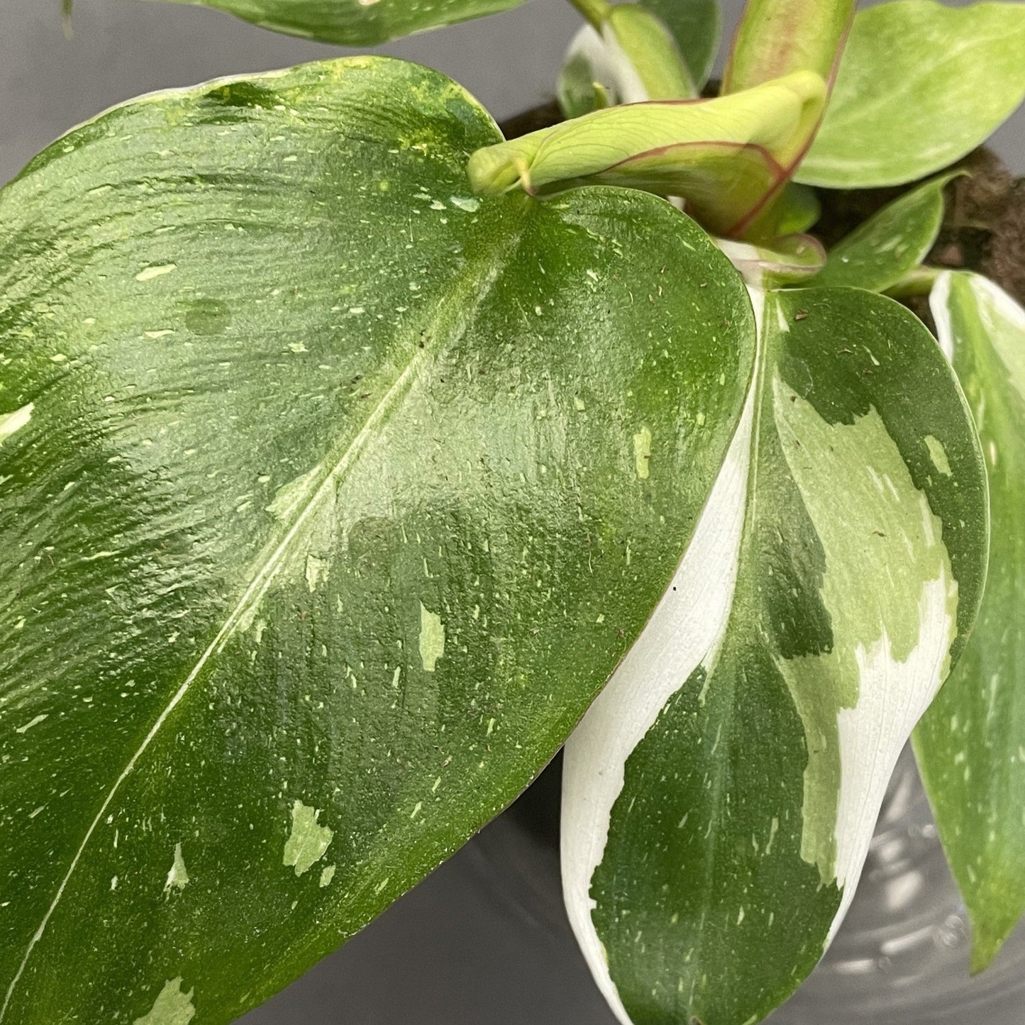 Philodendron 'White Wizard'
