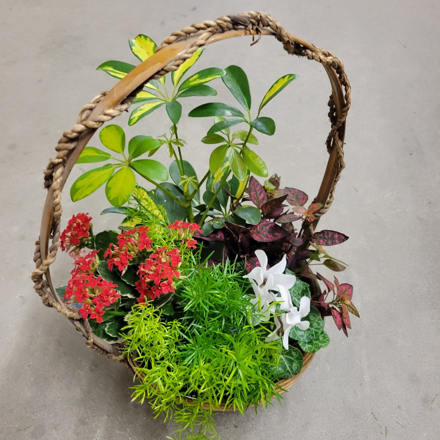 Christmas Basket Garden 8"