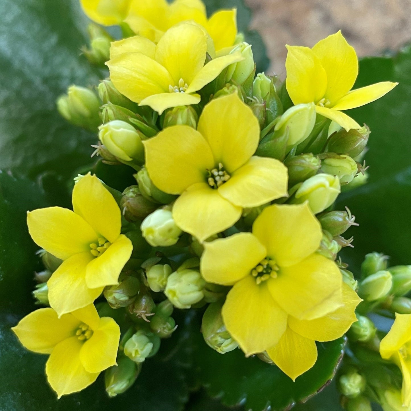 Kalanchoe