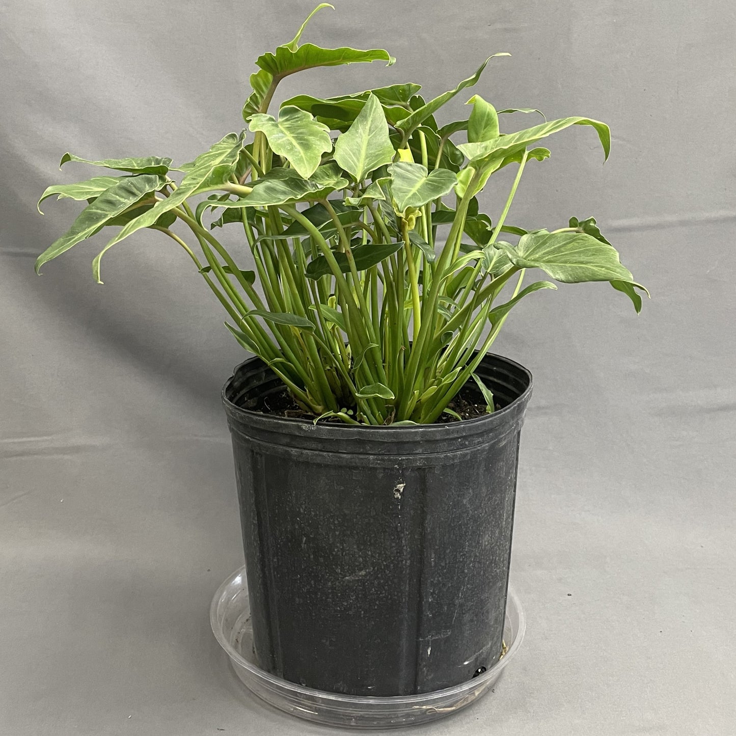 Philodendron Xanadu 10" Pot