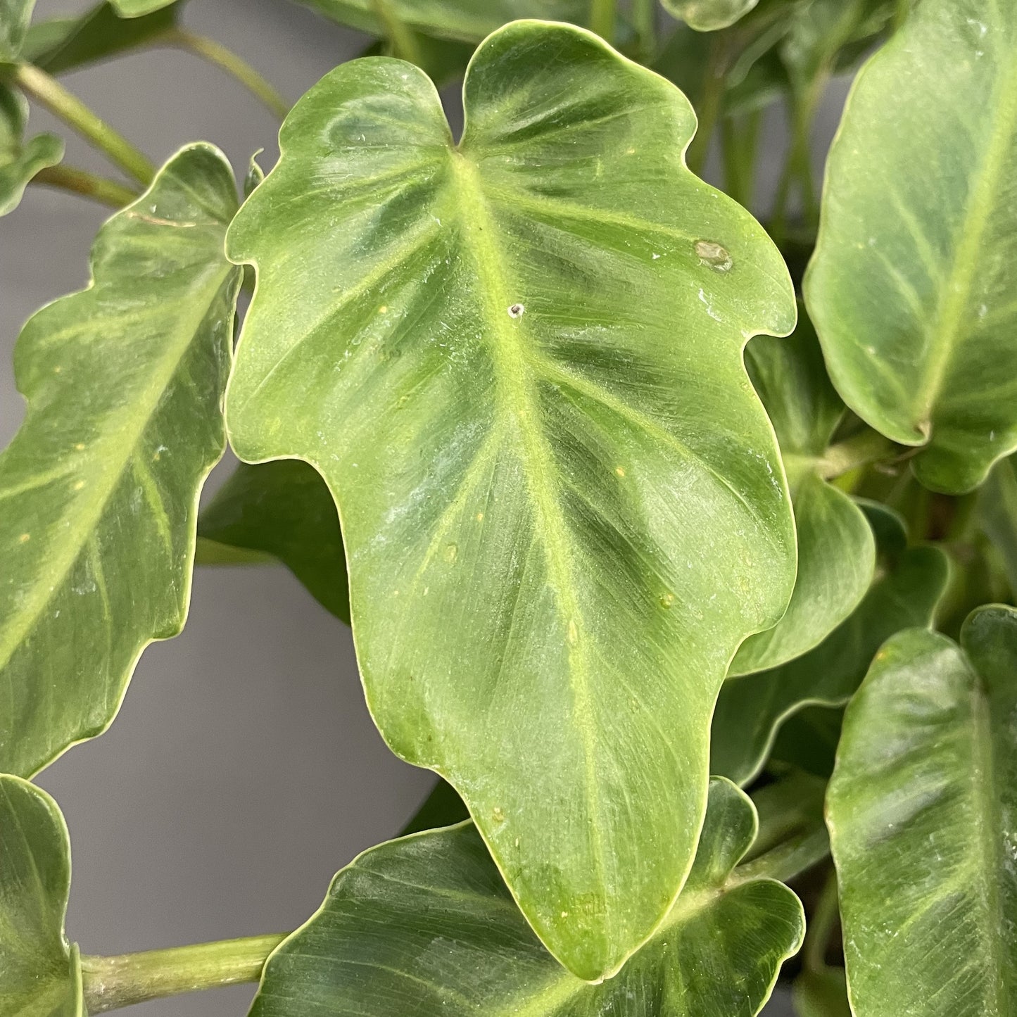 Philodendron Xanadu 10" Pot