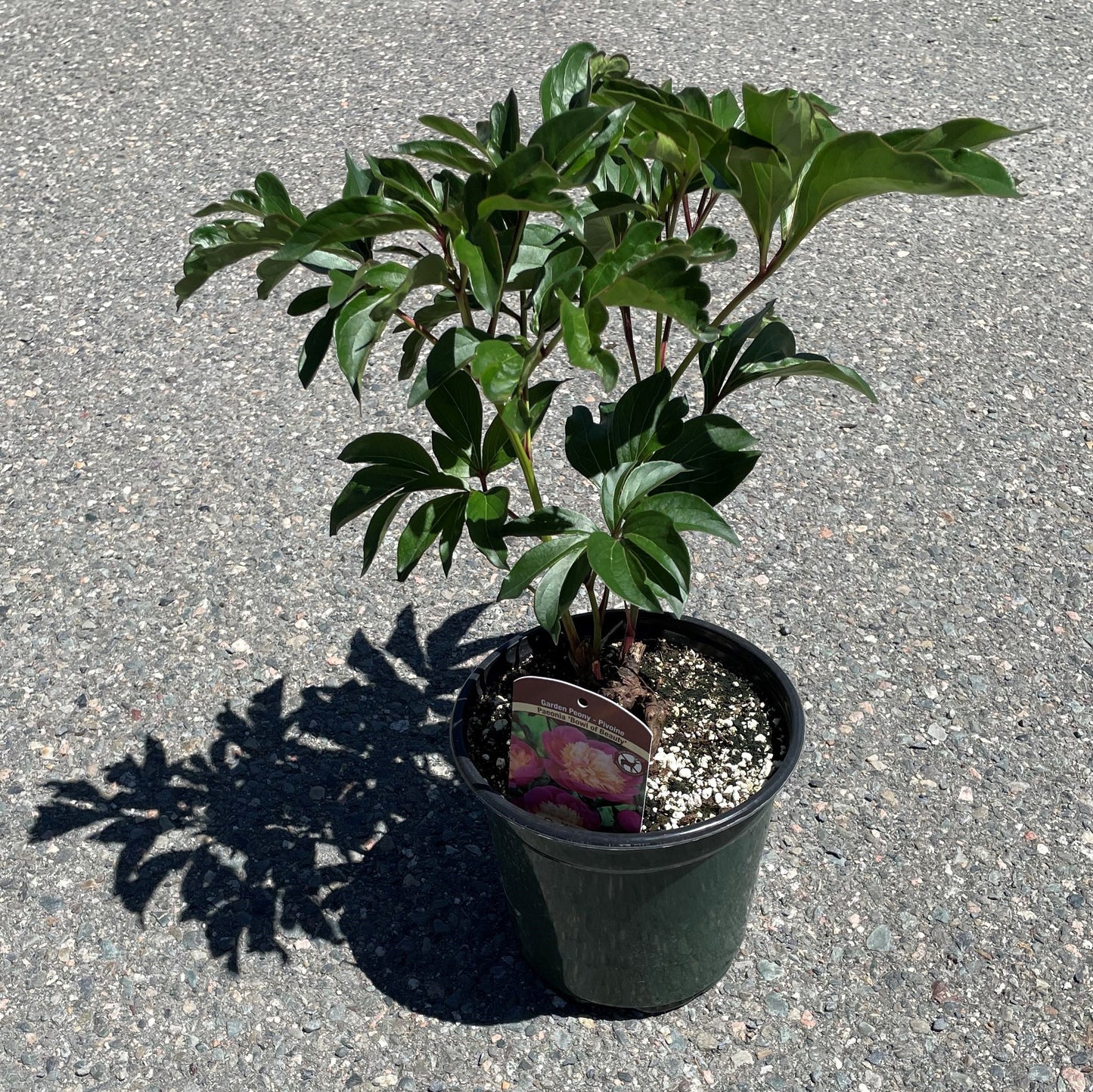 Peony 'Sorbet'