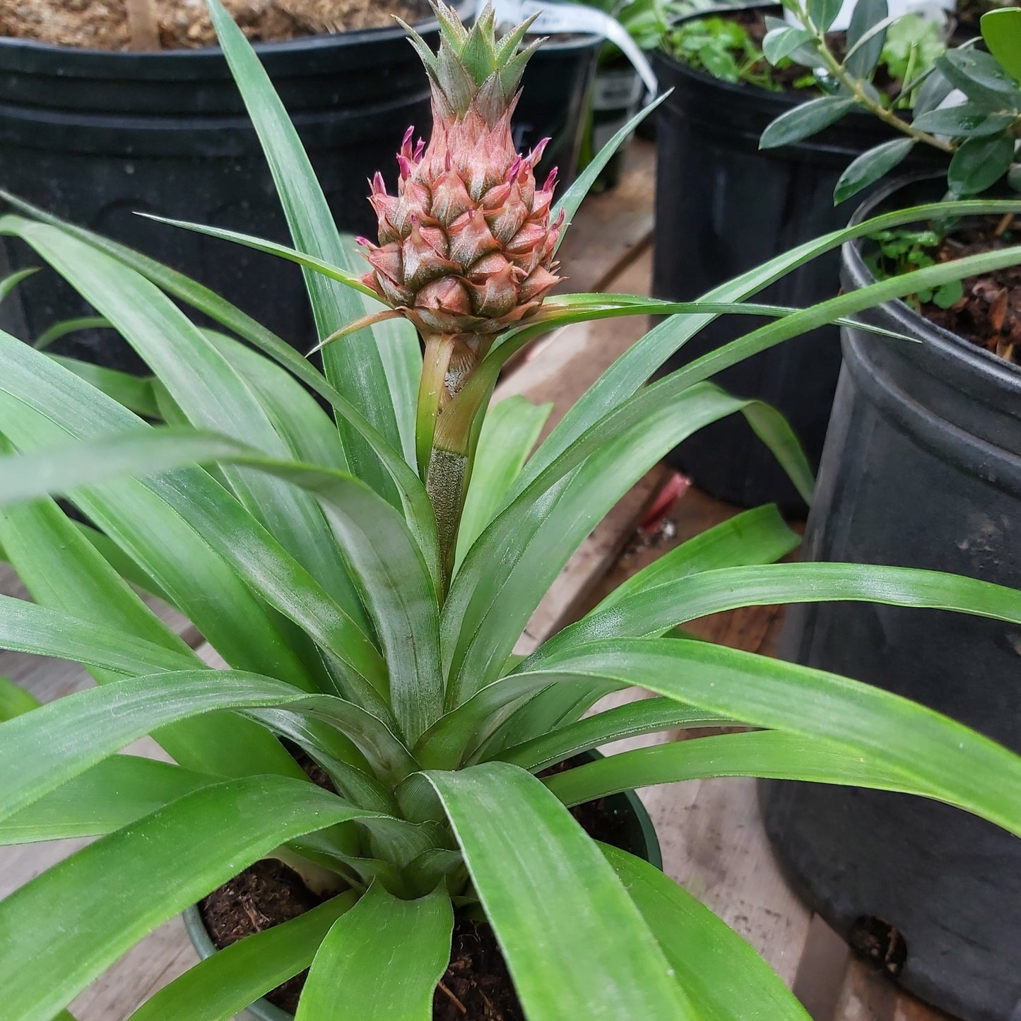 Ornamental Pineapple Bromeliad