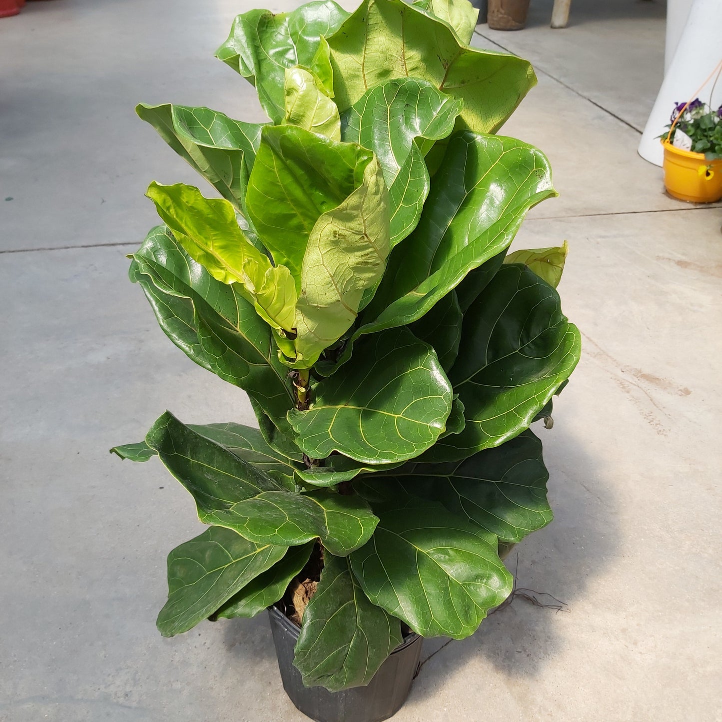 Ficus 'Fiddle Leaf Fig'
