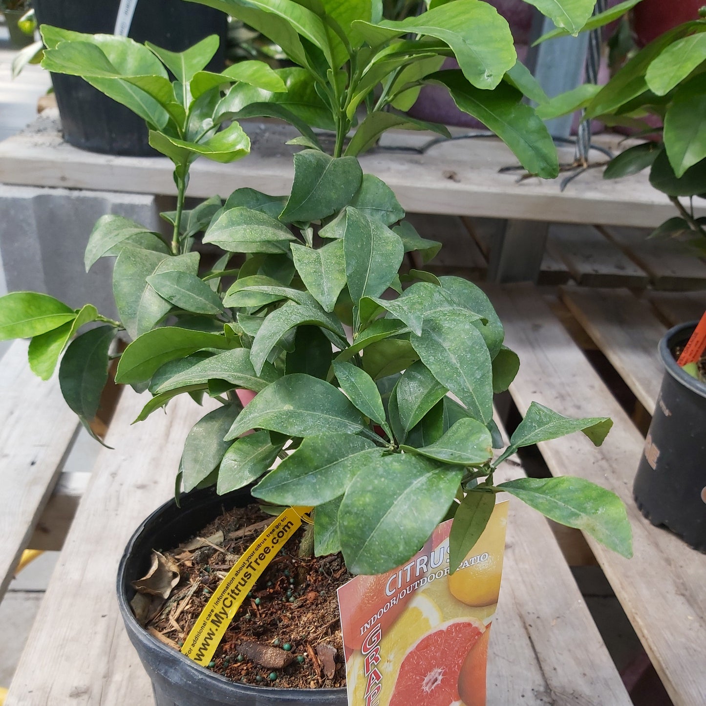 Citrus 'Grapefruit'