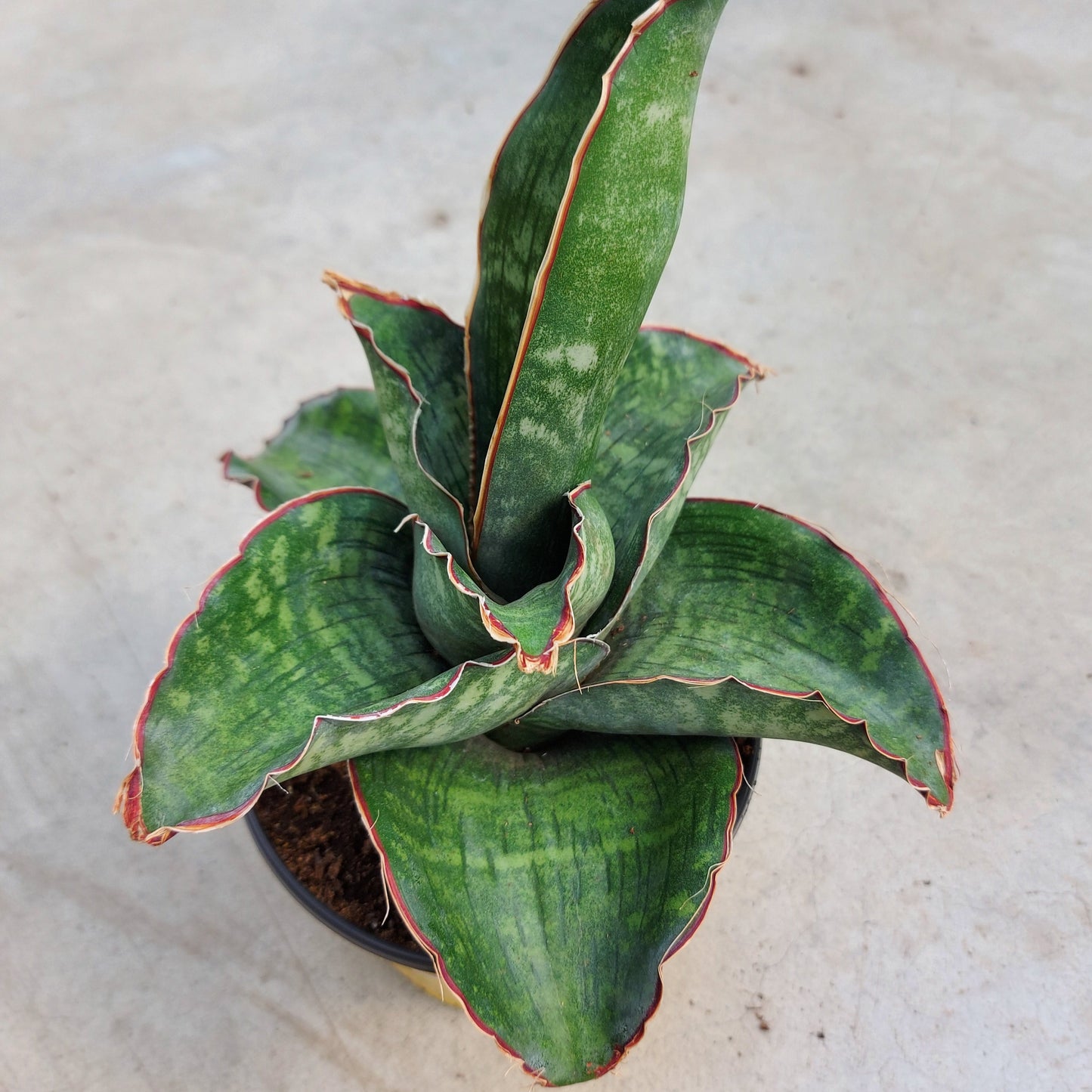 Snake Plant 'Dragon Wing'