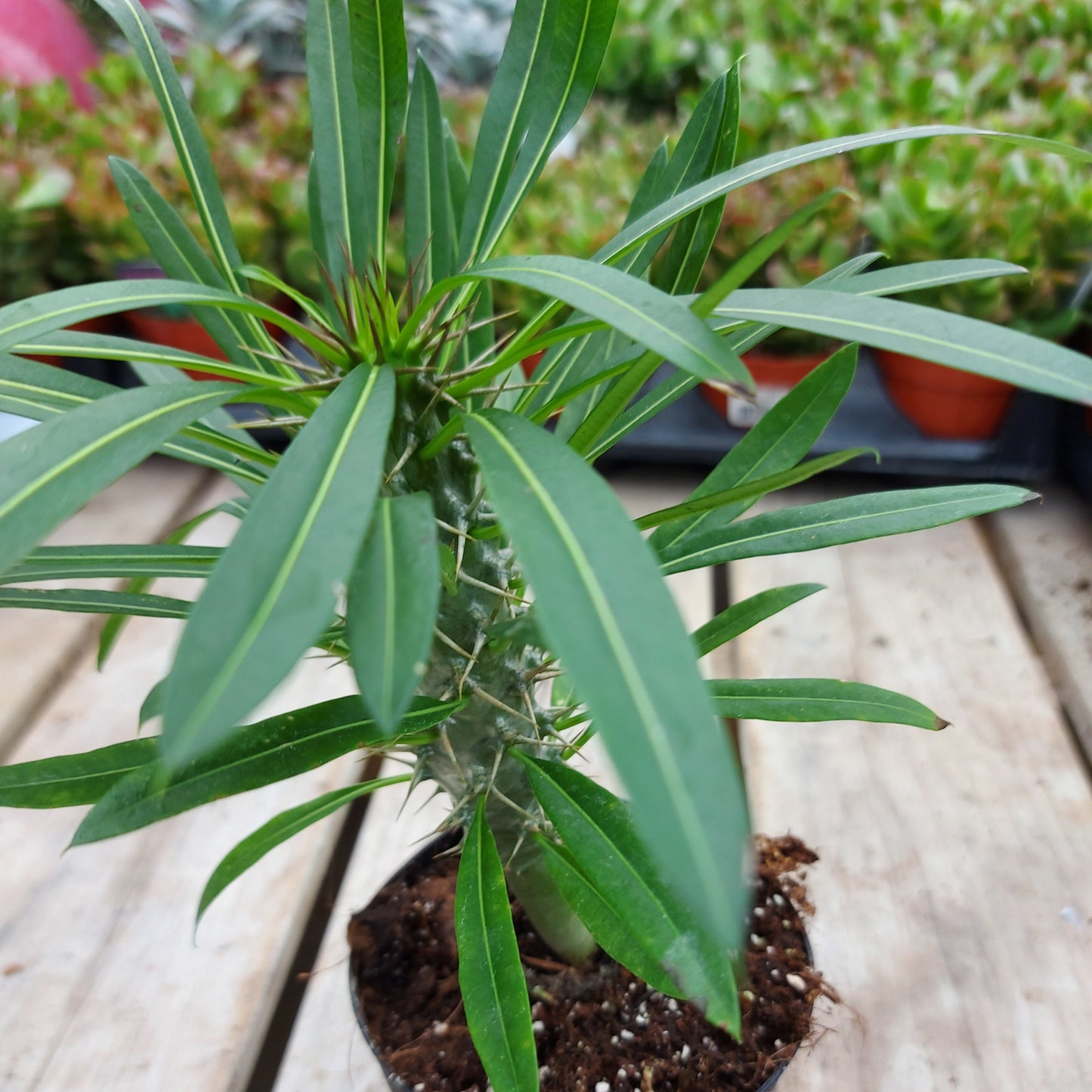 Madagascar Palm