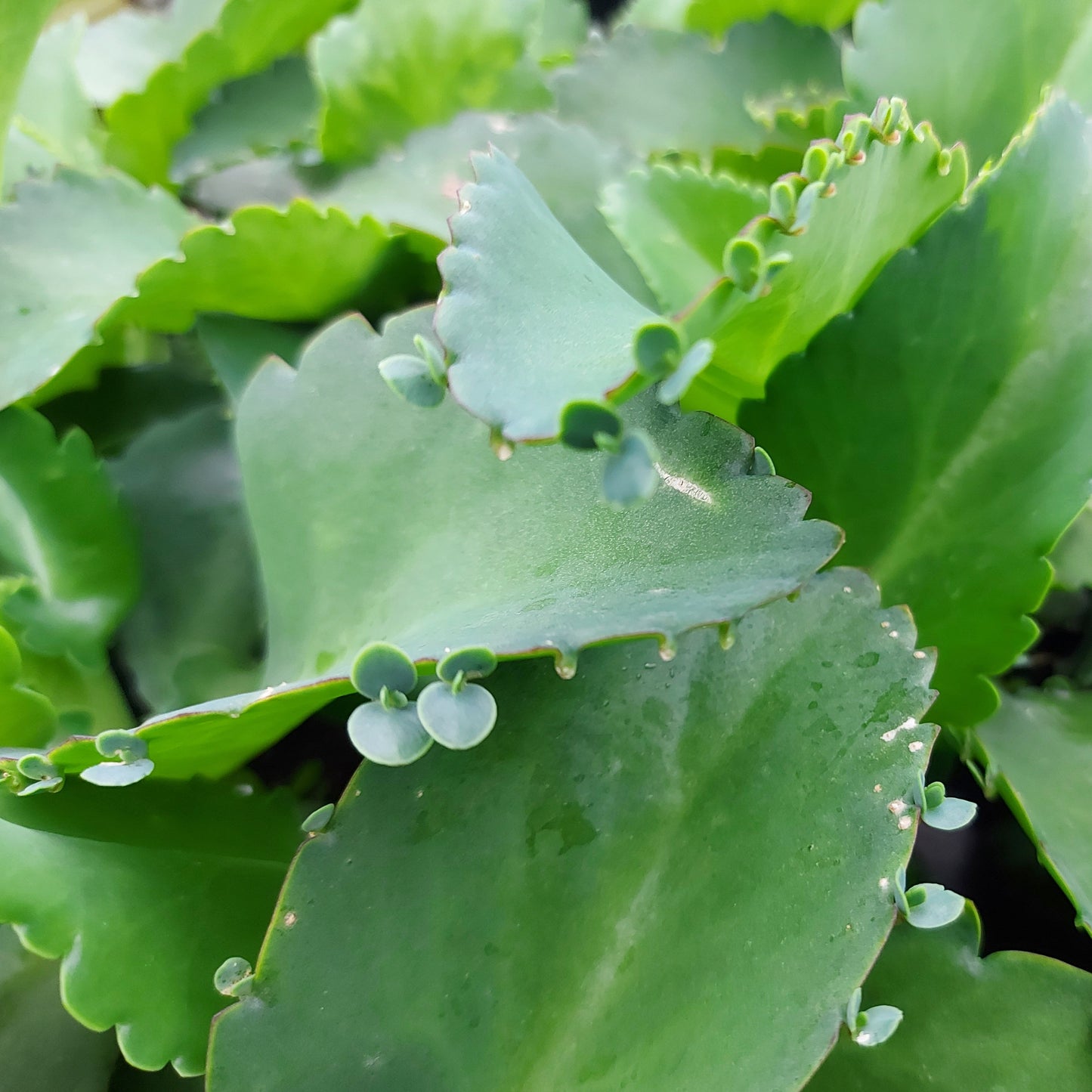Mother of Thousands