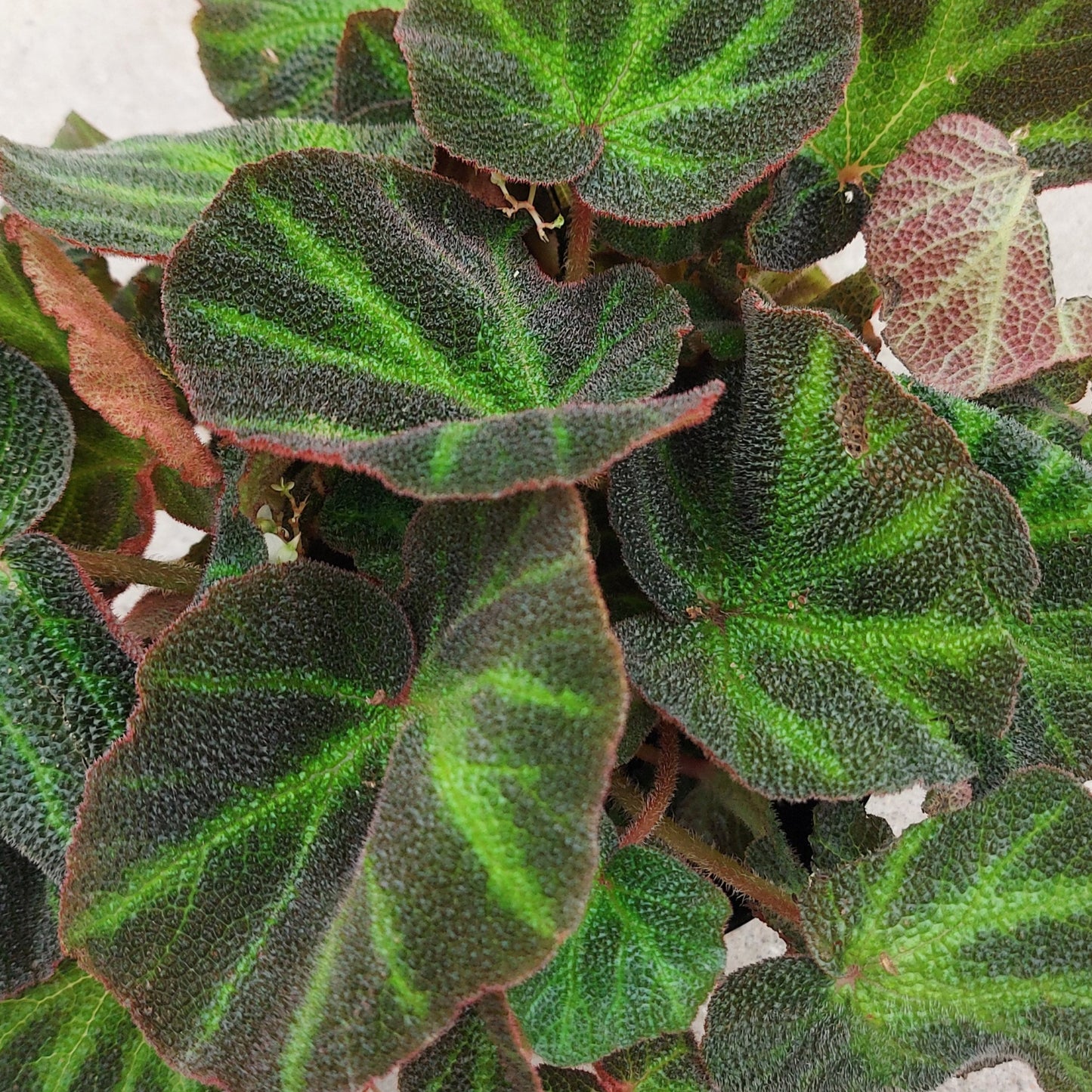Sun-Changing Begonia