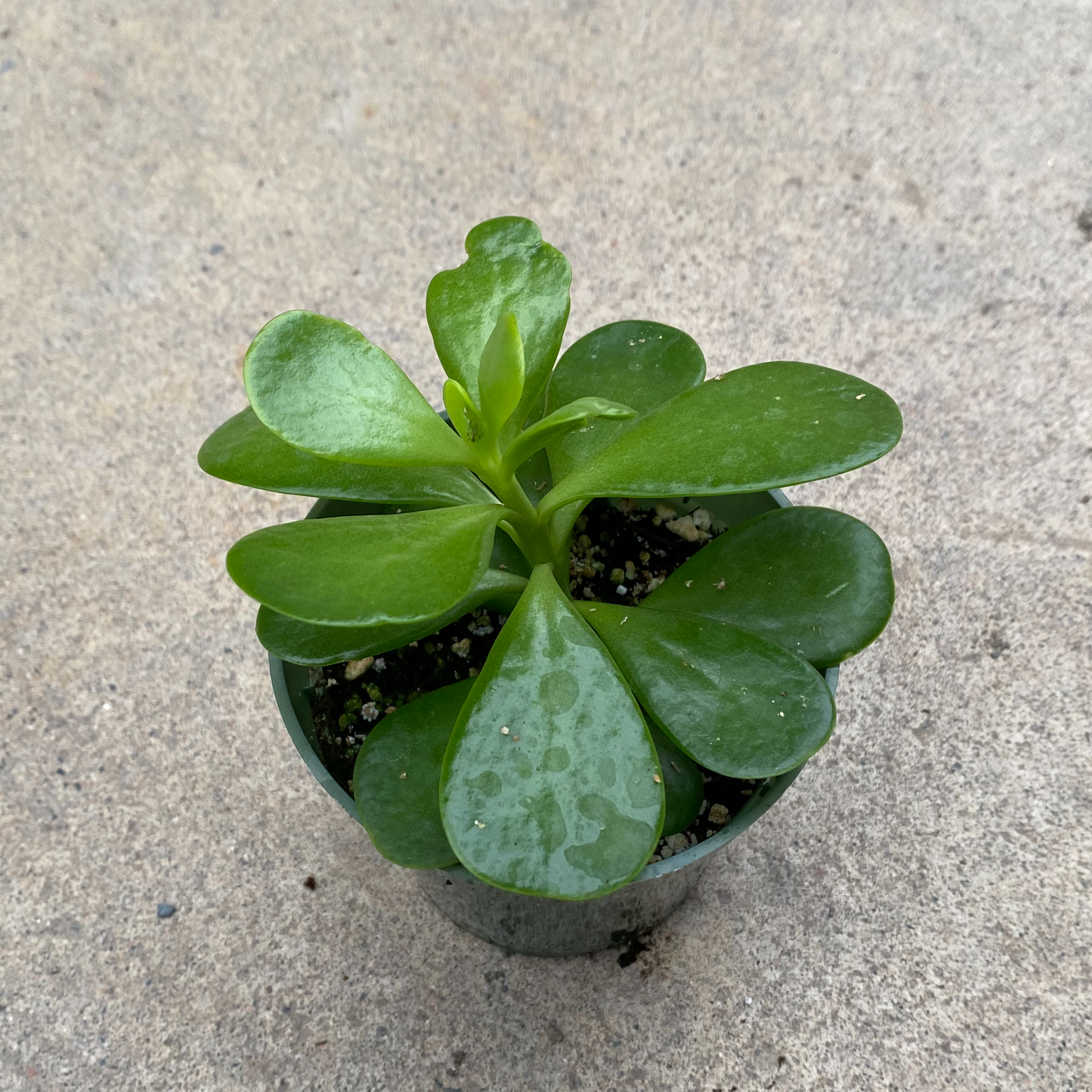 Senecio Jacobsenii 4"