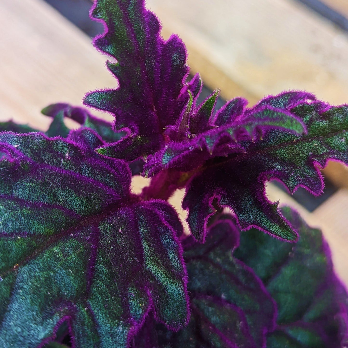 Purple Passion Plant