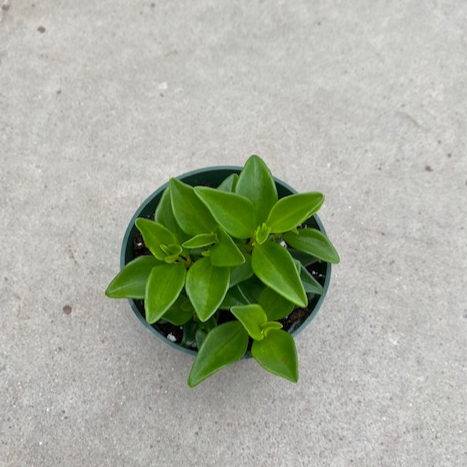 Peperomia Cupid 4" Pot