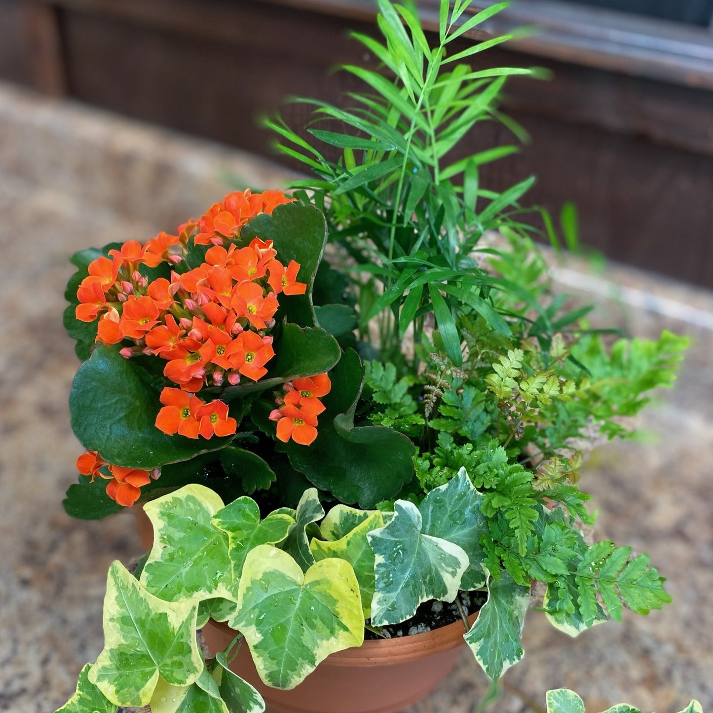 Dish Garden Tropical Mixed 8" Bowl