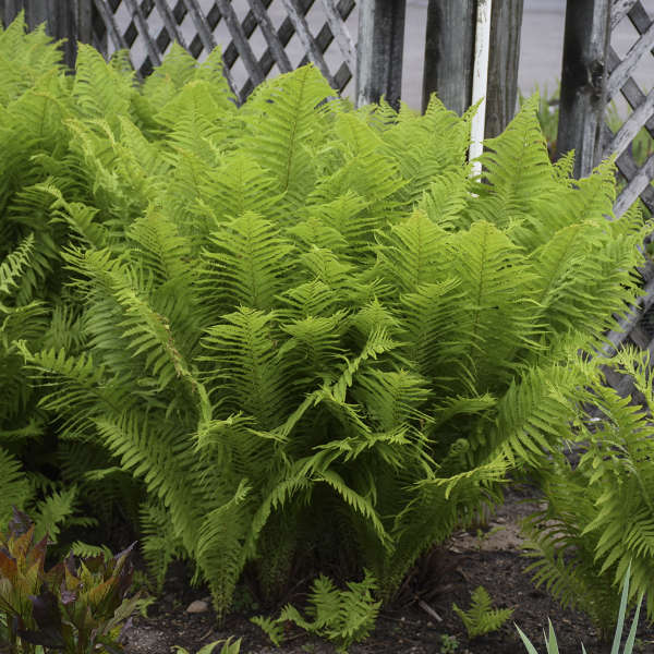 Ostrich Fern