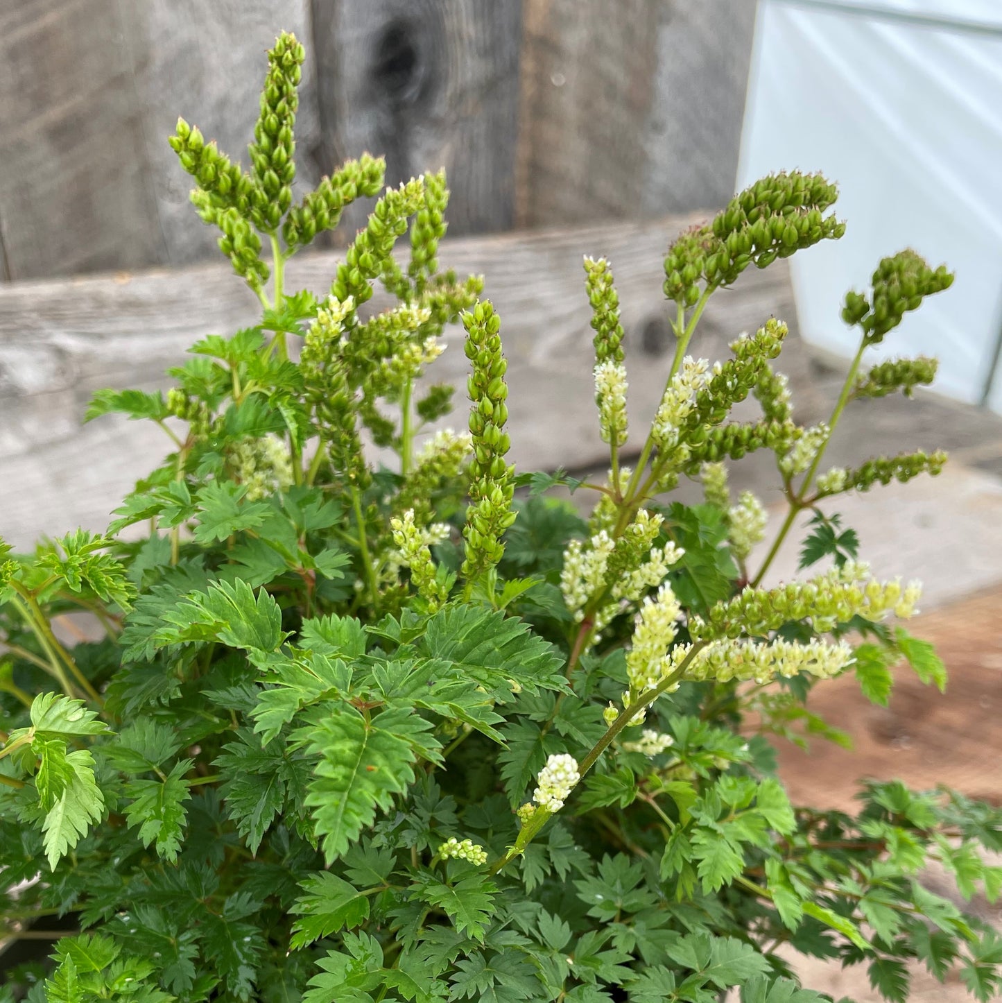 Dwarf Goat's Beard