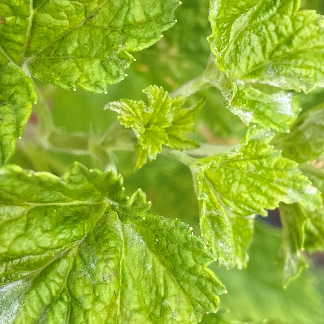 Black Currant 'Consort'