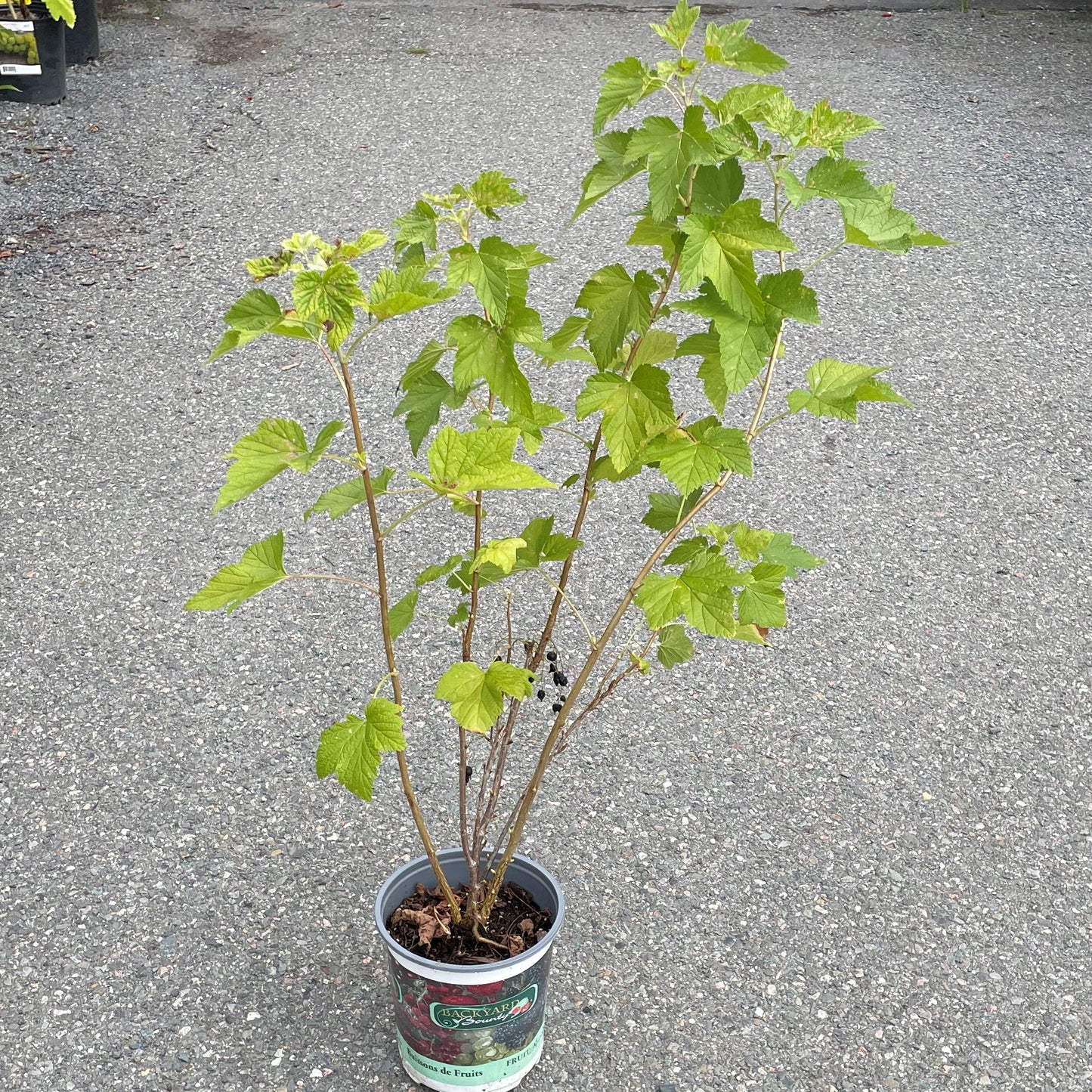 Black Currant 'Consort'