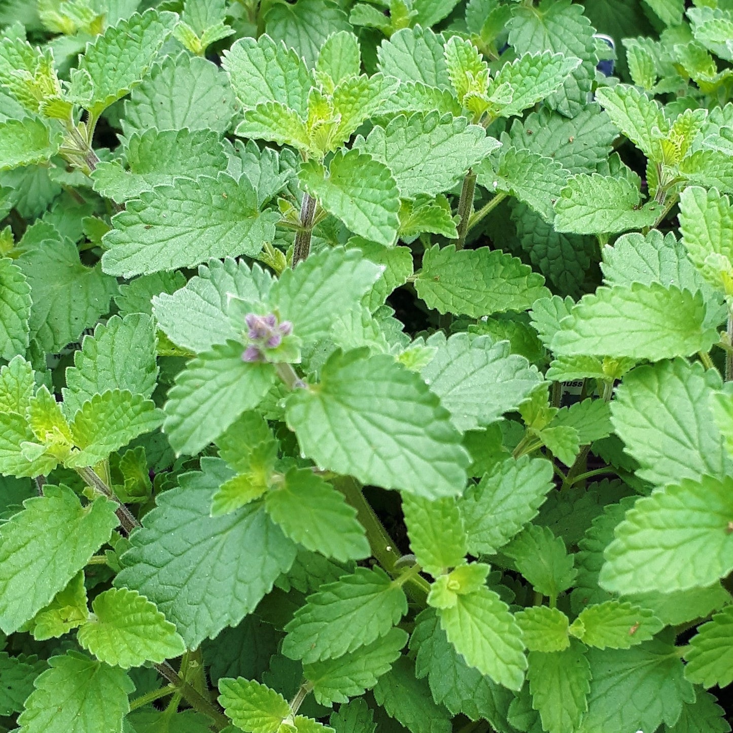Catmint 'Whispurr Blue'