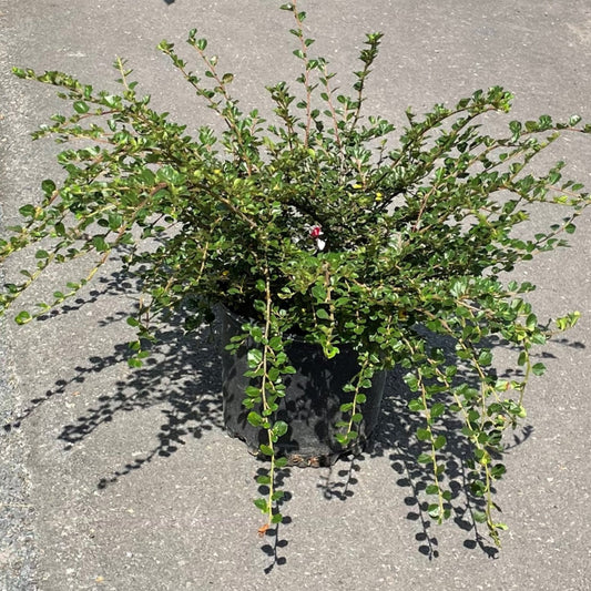 Cotoneaster Cranberry