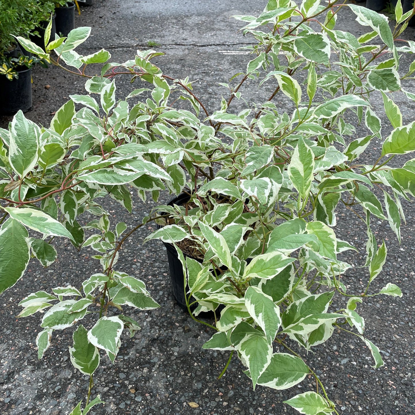 Dogwood 'Ivory Halo'