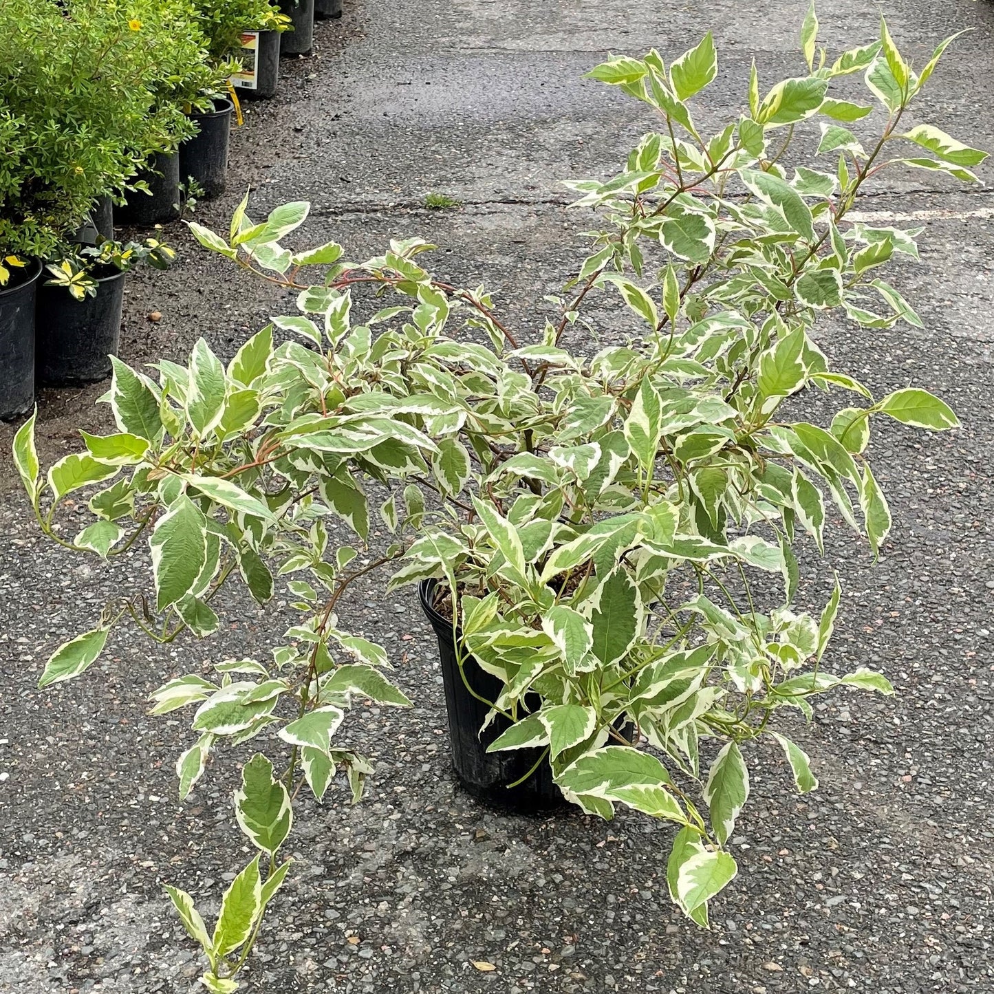 Dogwood 'Ivory Halo'