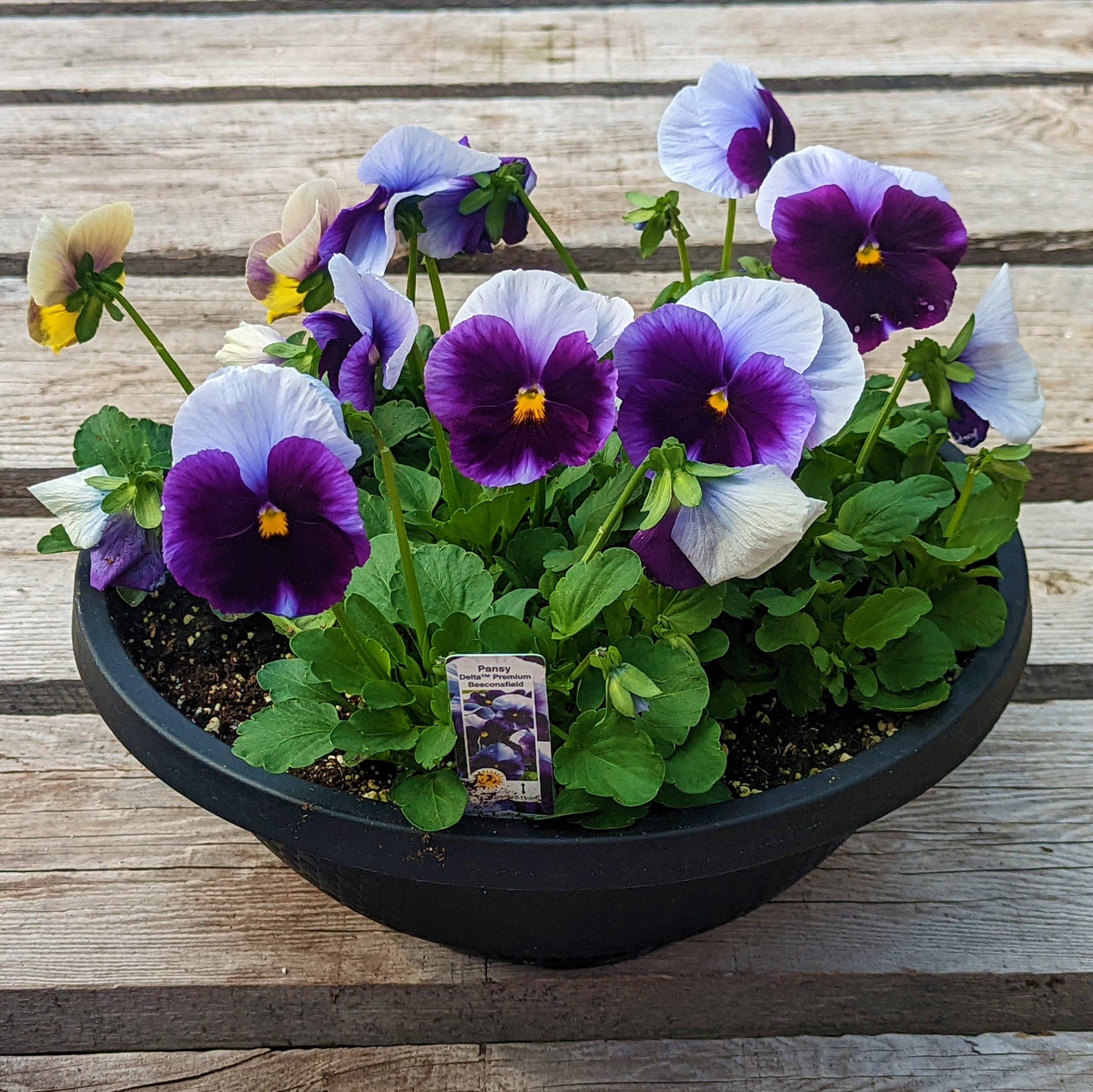 Pansy Bowl