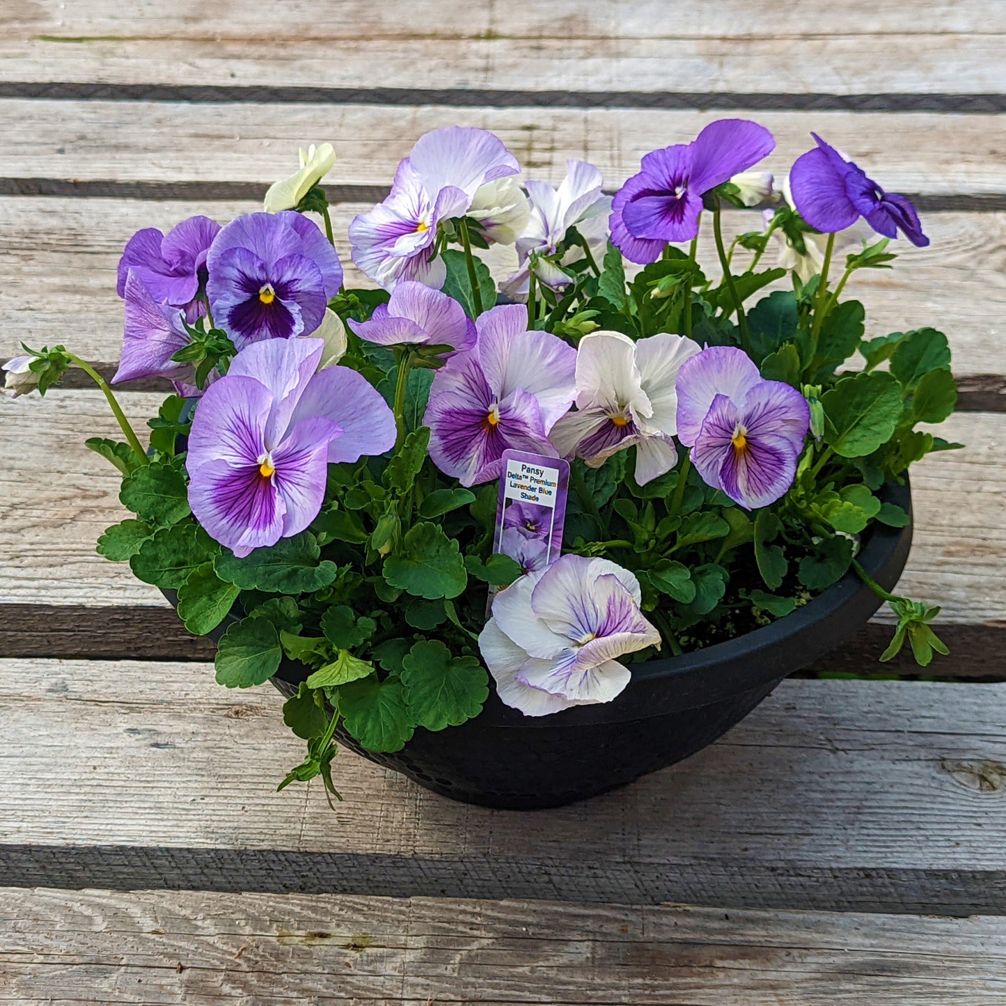 Pansy Bowl