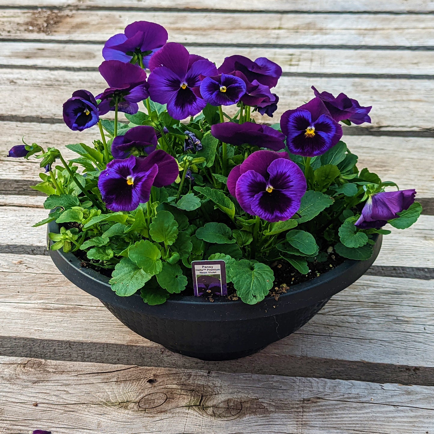 Pansy Bowl