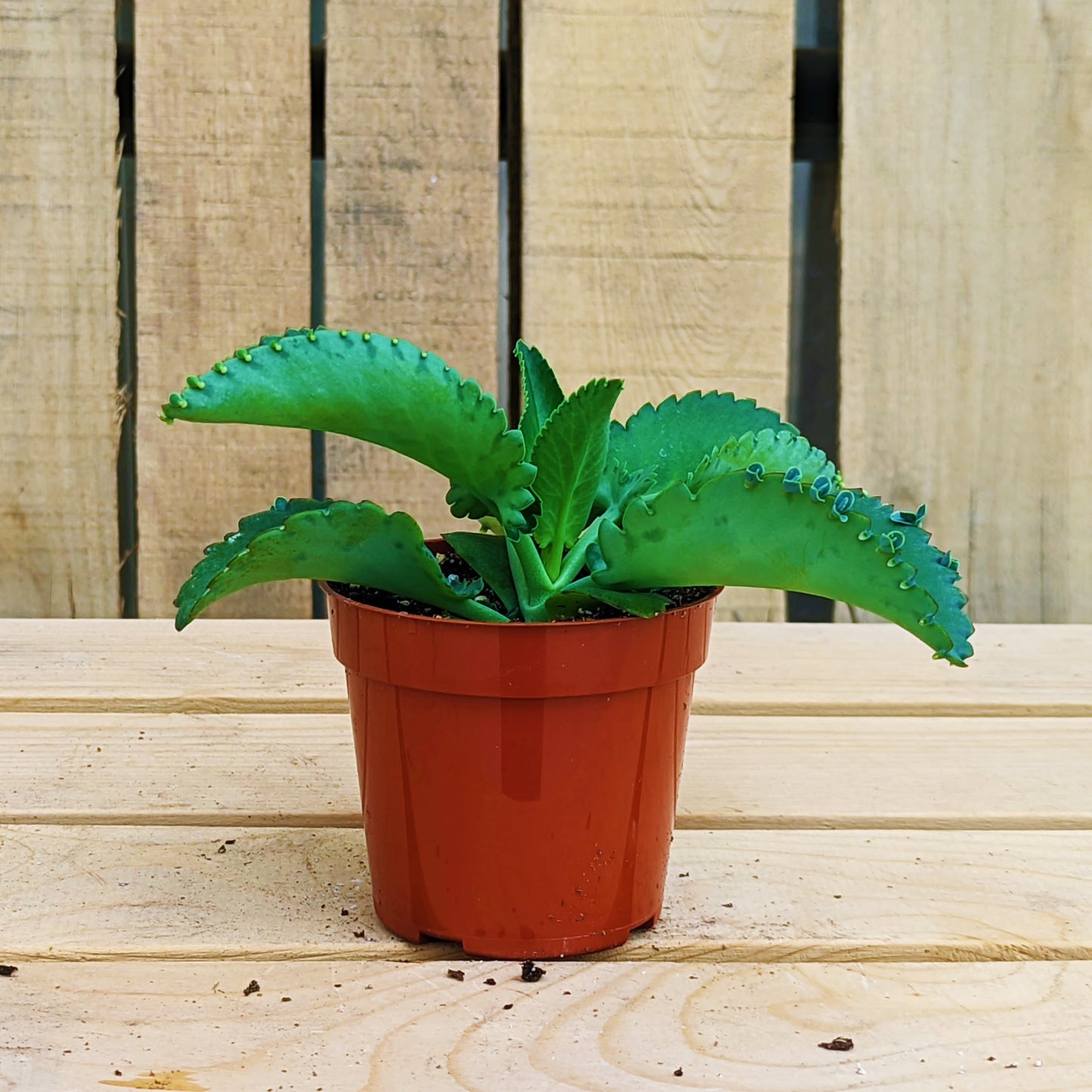 Mother of Thousands