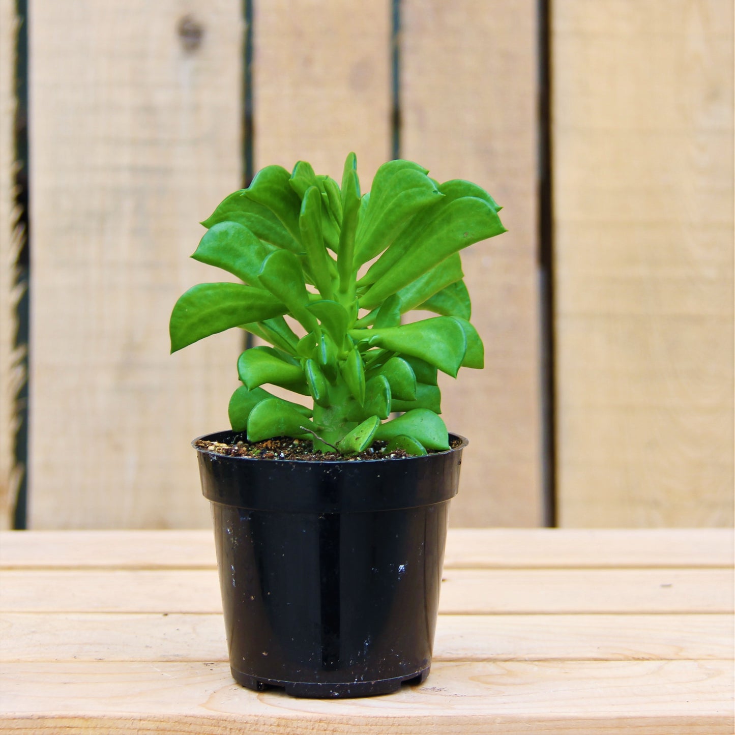 Peperomia Prayer 4" Pot