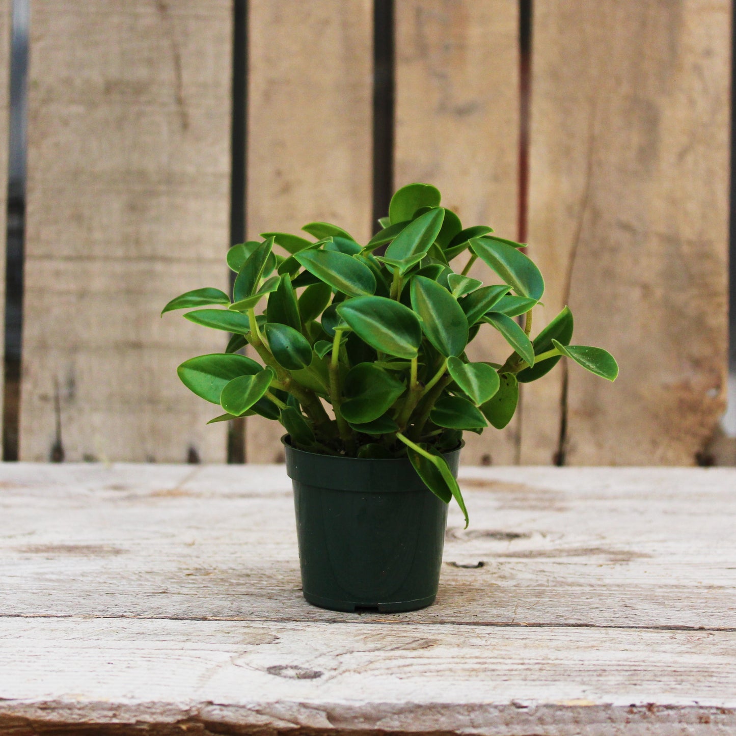 Peperomia Cupid 4" Pot