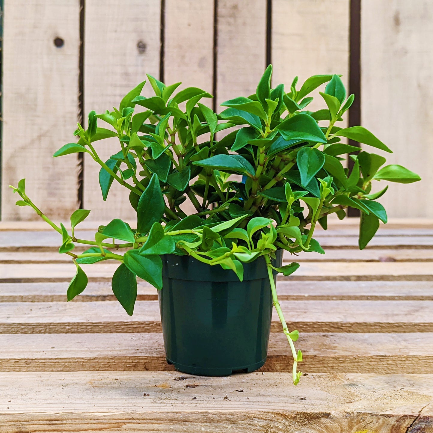 Peperomia Trinervula 4" Pot