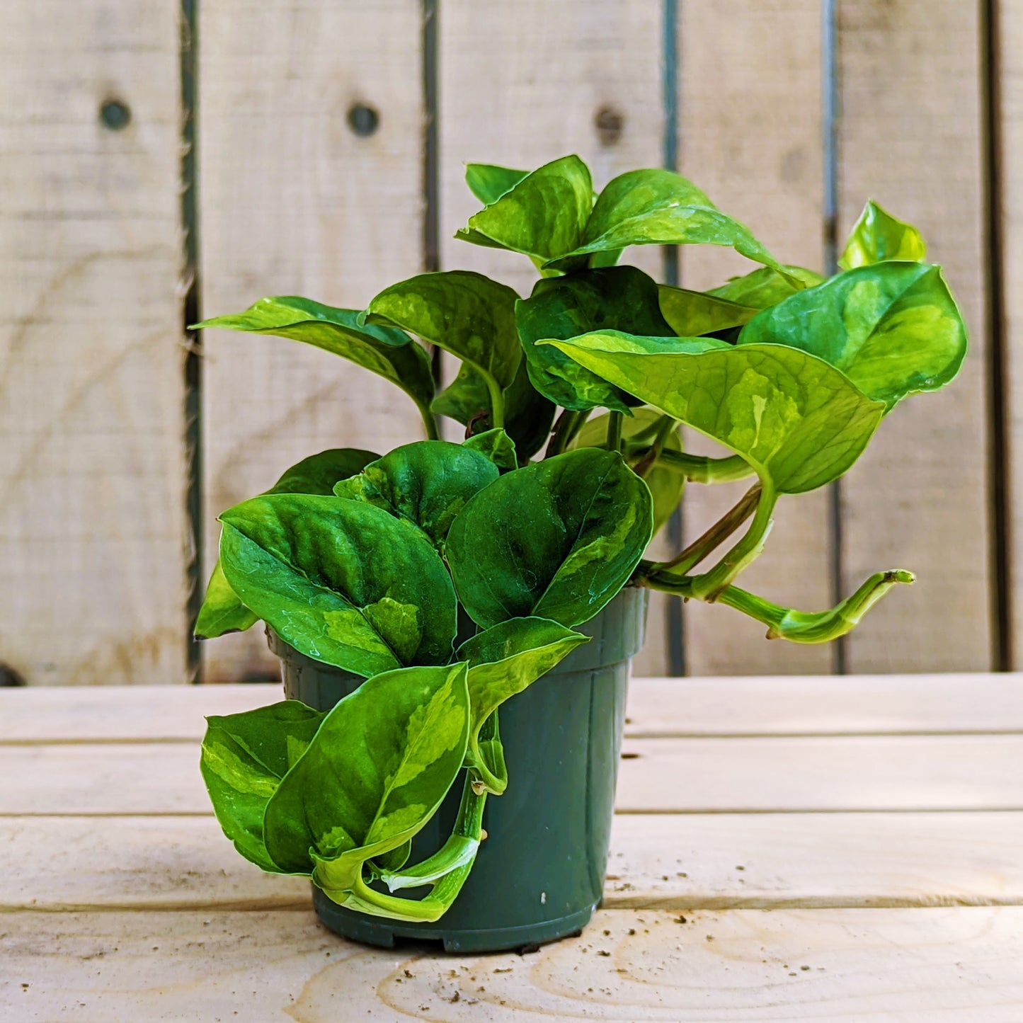 Pothos 'Global Green'