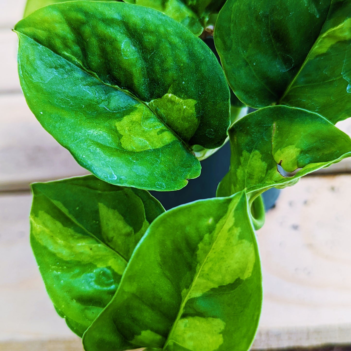 Pothos 'Global Green'