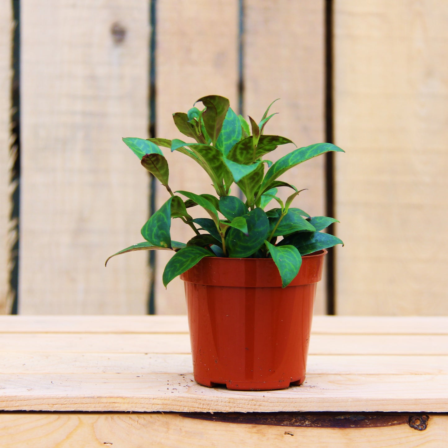 Zebra Vine 4" Pot