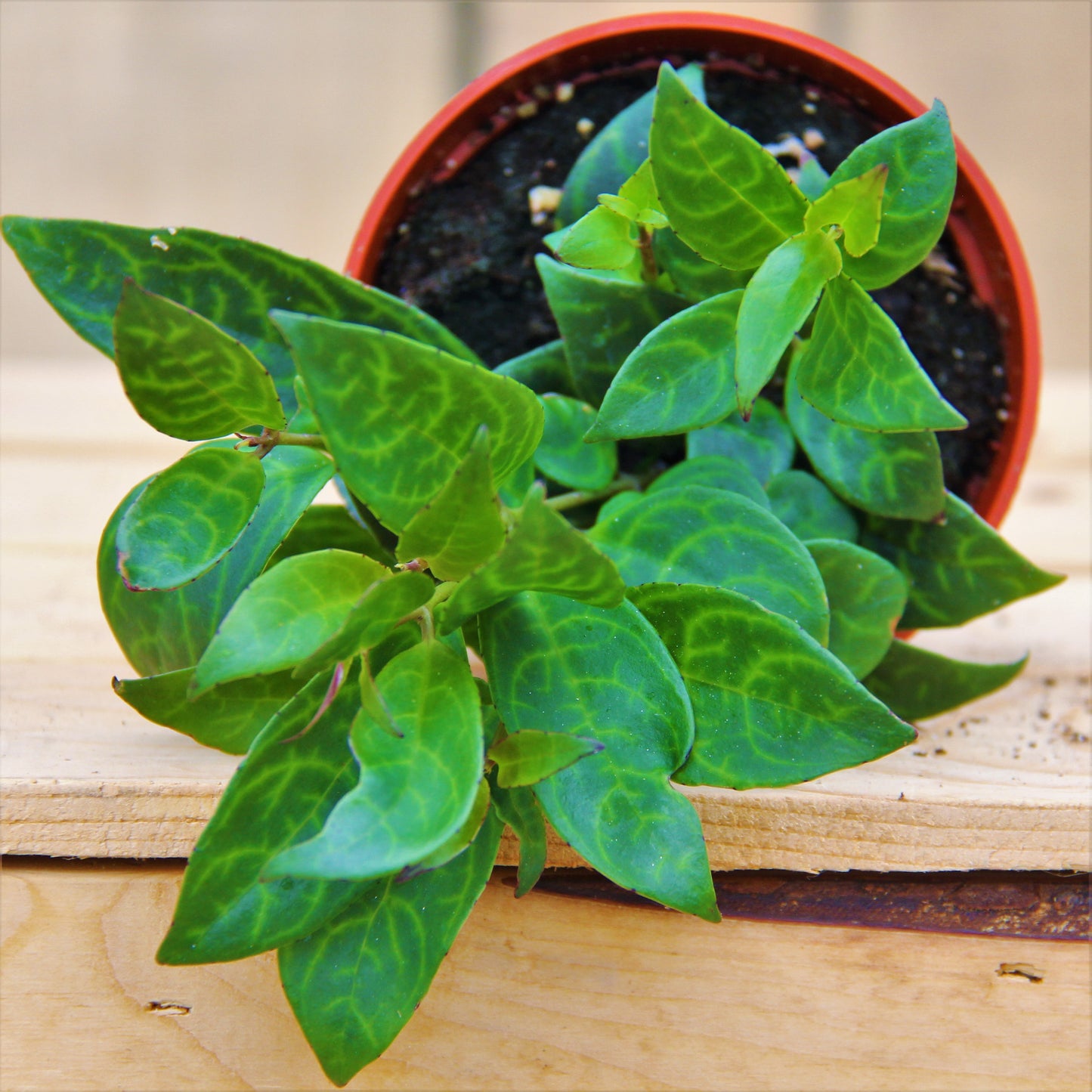 Zebra Vine 4" Pot