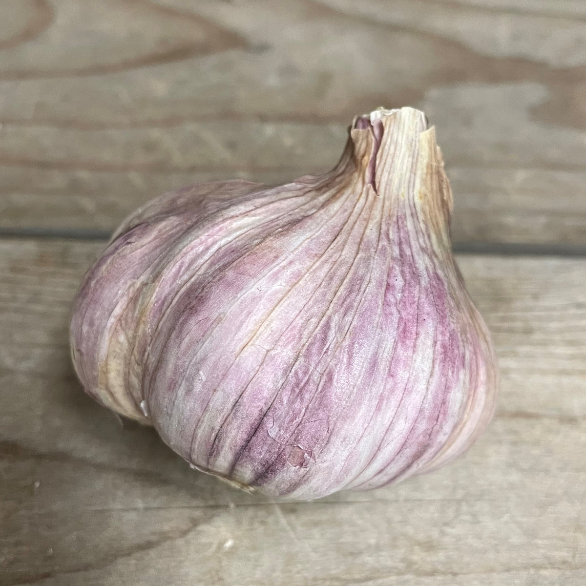 Garlic 'Glazed Purple Stripe' Organic Gagetown Garlic