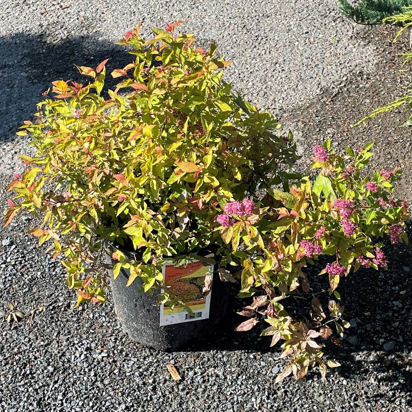 Spirea ‘Goldflame’