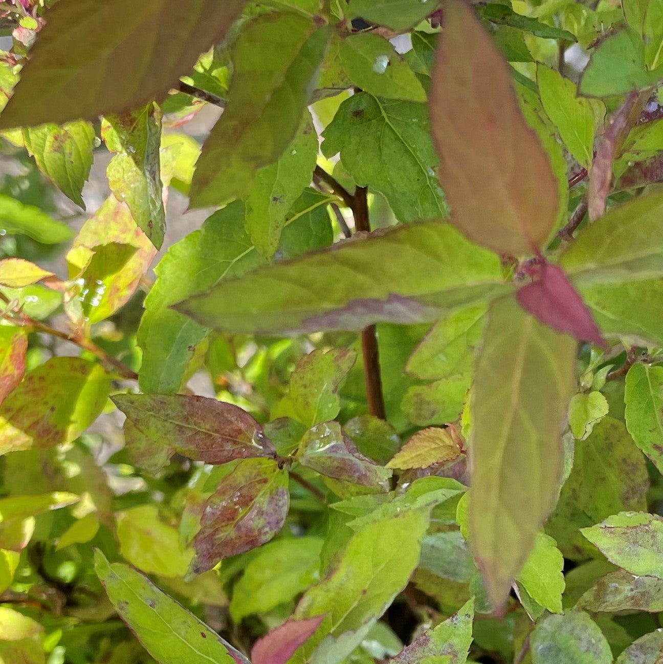 Spirea ‘Goldflame’