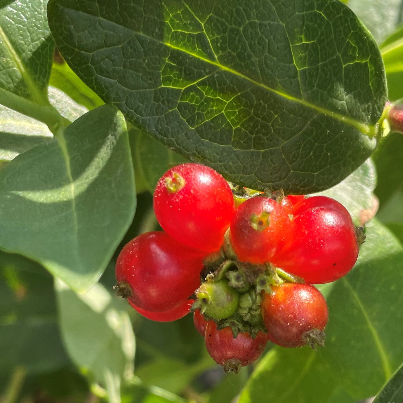 Honeysuckle 'Scentsation'