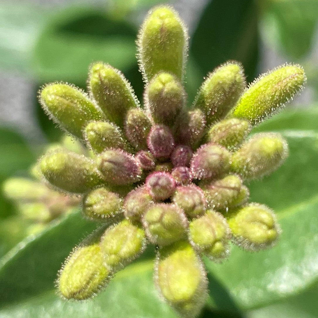 Honeysuckle 'Scentsation'