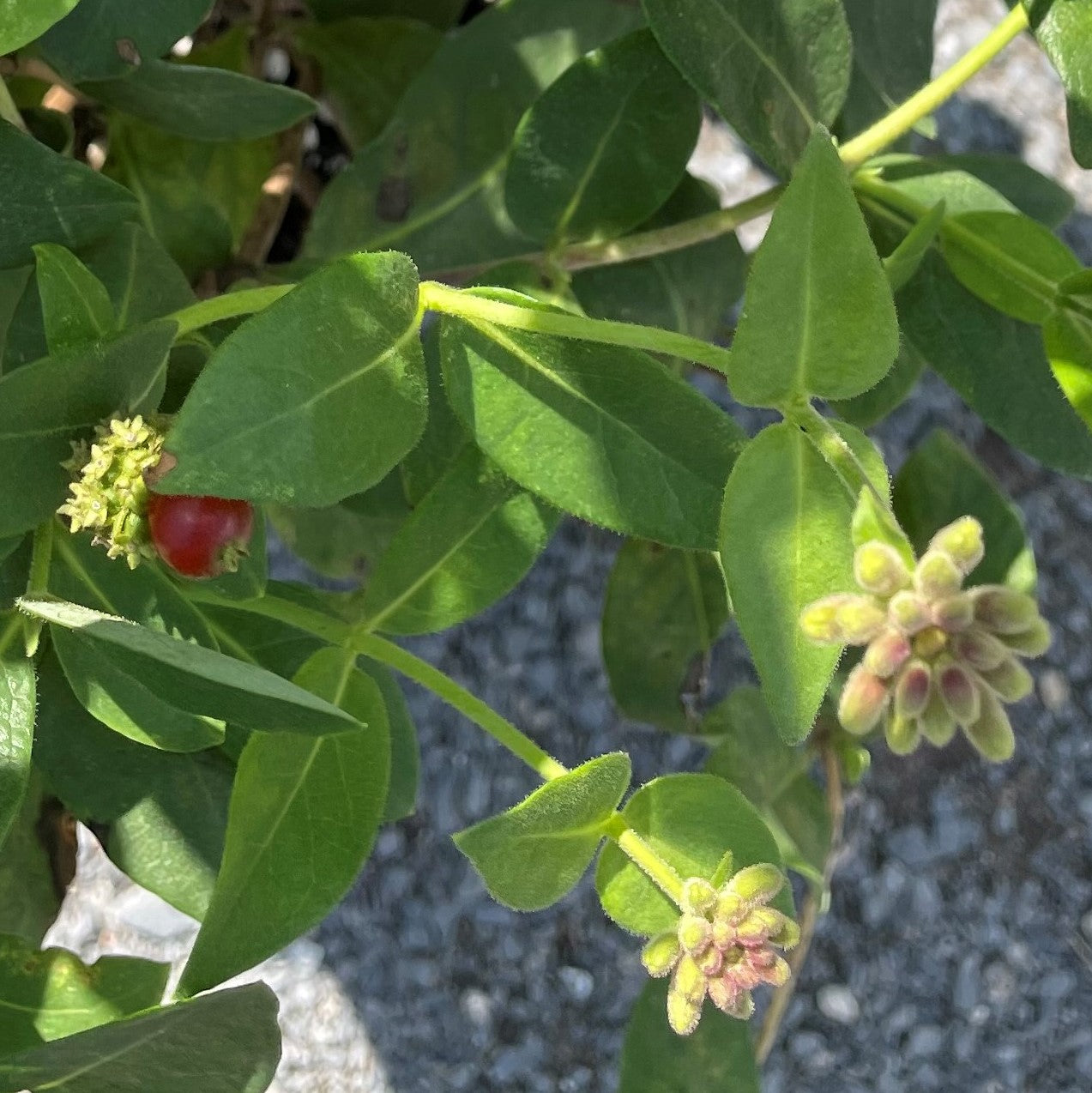 Honeysuckle 'Scentsation'