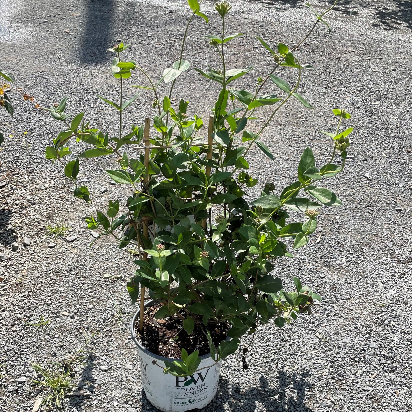 Honeysuckle 'Scentsation'